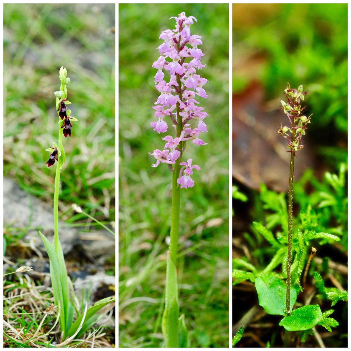 Fly , Early-Purple and Lesser Twayblade orchids seen in #Cumbria this past week #wildflowerhour @bsbibotany ⁦@ukorchids⁩