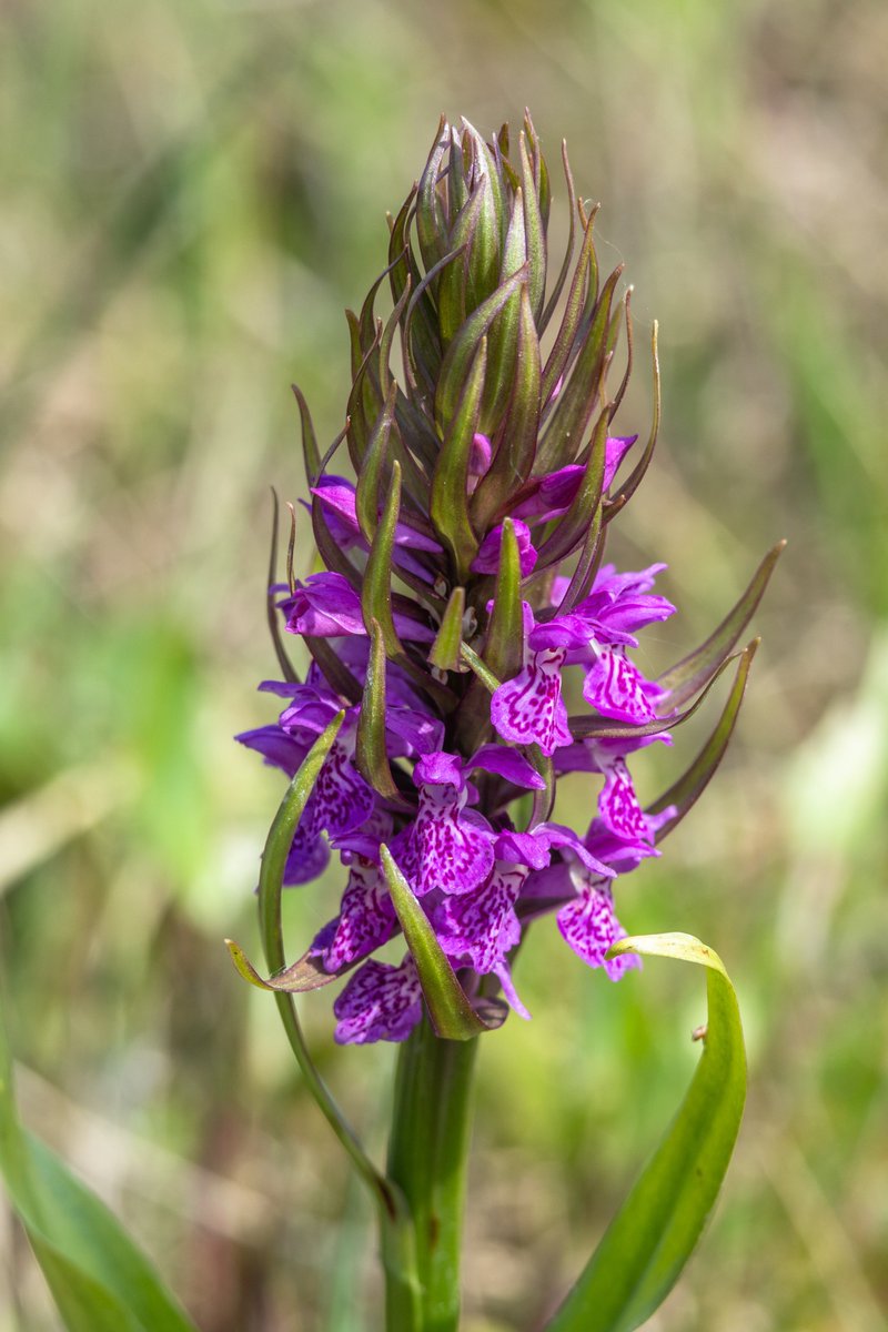A couple more #orchids from a dune slack on the Sefton Coast - Southern Marsh-orchid and possibly a Northern Marsh-orchid. Not a species I'm familiar with being a generally south-eastern botanist! #wildflowerhour @BSBIbotany @wildflower_hour @ukorchids