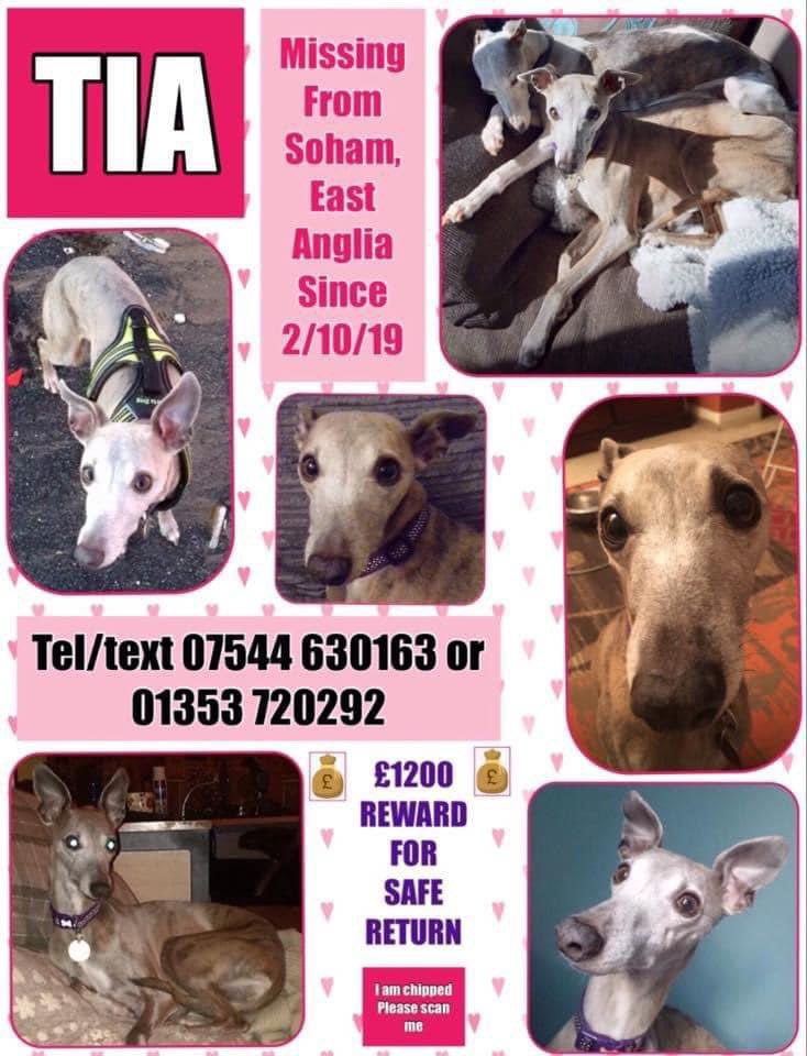 #StolenDoghour TIA MISSING FROM #Soham EAST ANGLIA 2/10/19 BIG REWARD TO GET HER HOME SAFE Female/older adult #Whippet HER LEFT LEG AND FOOT TURNED SLIGHTLY INWARDS Do u think you know who found&kept TIA chipped/spayed doglost.co.uk/dog-blog.php?d… @JacquiSaid @juliagarland73