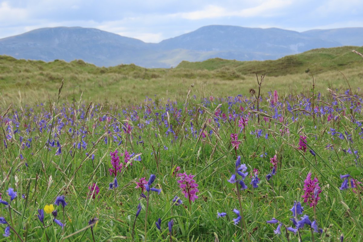 Such a display of Early purple orchids & Bluebells at Sheskinmore, #Donegal #wildflowerhour