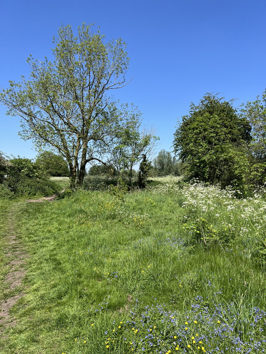 Glorious day. And I discovered this meadow on my doorstep today. I hobbled through. Grinning like an idiot. Not without pain. But with a ton of giddy hope! I do hope you all had a lovely weekend too.