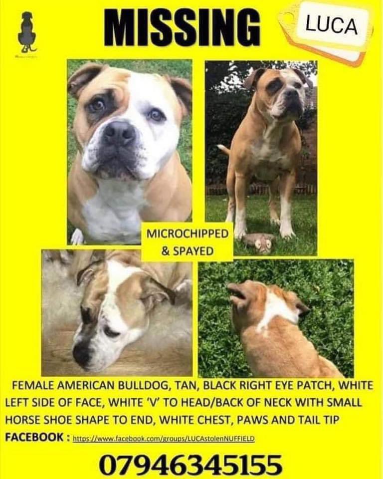 #StolenDogHour WHO TOOK LUCA? Where is this beautiful girl now? Stolen on a walk 11/5/20 FIUR YRS OF HEARTACHE & WORRY So Cruel #Nuffield area #HenleyonThames #AmericanBulldog Chipped/spayed (visible scar) doglost.co.uk/dog-blog.php?d… @qu1ncey @thedogfinder @Jan_Leeming