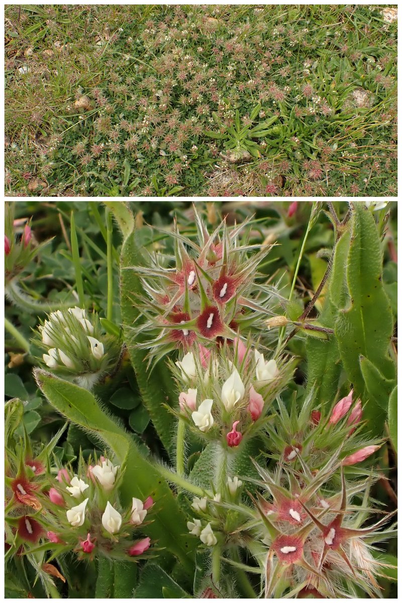 I definitely had stars in my eyes when we saw the Starry Clover, Trifolium stellatum, at Shoreham Beach yesterday, during an excellent @WildFlowerSoc field meeting. 🤩 A timely find for a #PeaFamily entry in the #WildflowerHour #CarrotsAndPeas challenge. plantatlas2020.org/atlas/2cd4p9h.…