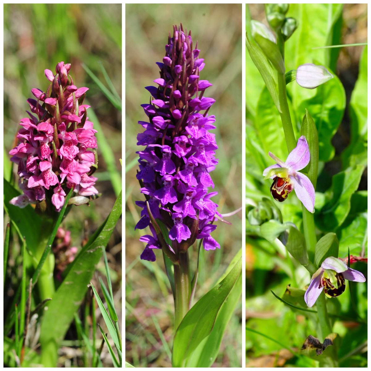 Early Marsh, Southern Marsh and Bee orchids seen on the #lancashire dunes today #wildflowerhour @bsbibotany ⁦@ukorchids⁩