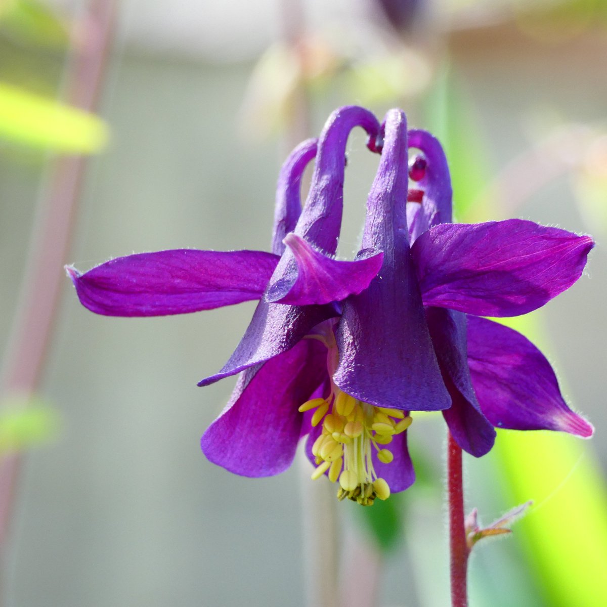 A little #flower, Stirs my heart unwittingly. In its presence, #Beauty finds its way to be. 🌸 #NaturePhotography #NaturePhoto #naturesbeauty #NaturesArt #flowers #flora #FlowerPhotography #FlowerOfTheDay #aquilegia #columbine #photography #植物 #自然 #花 #開花 #風景 #オダマキ