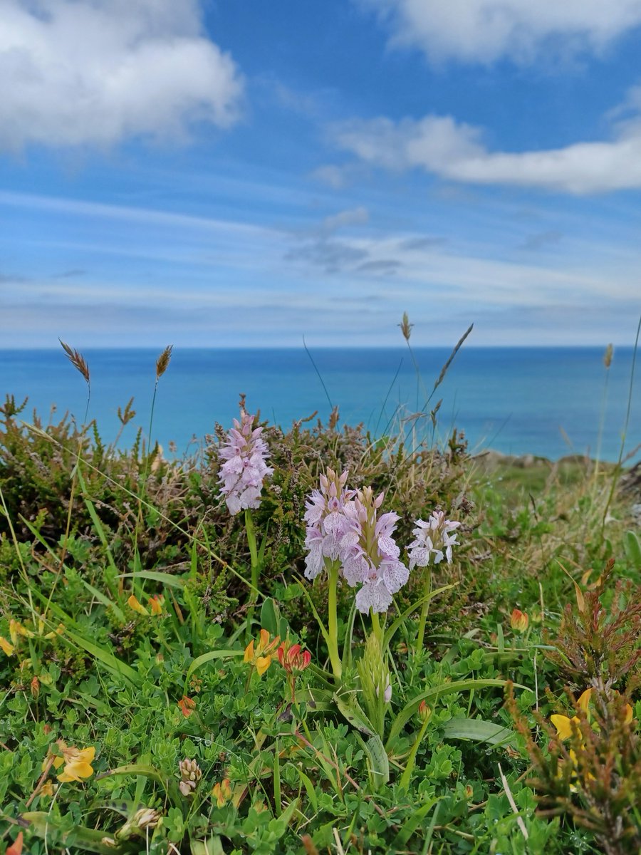 A huddle of Heath Spotted,  dotted along the coast on Strumble Head #wildflowerhour  #Pembrokeshire
