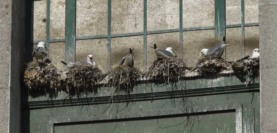 Saturday, 18 May 2024. Lots of kittiwakes working at and sitting at nests along the Tyne Bridge (Newcastle-Gateshead; photo: today). Warm and dry weather & quaysides busy with visitors. With more than 1,000 bridge kittiwakes present the first chicks will be guaranteed quite soon.