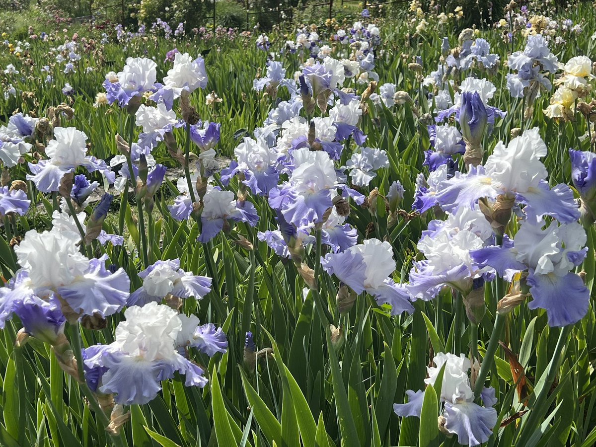 #anirisadayformay a late bloomer, Lark Rise (Bartlett, 1993). Lovely fresh effect and elegant height.