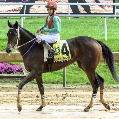 Just Great has been carded to run on Monday at Parx in race 9, an Allowance Optional. The 3 year old filly is to be ridden by Mychel Sanchez for Arnaud Delacour from post 7. Her morning line odds are 5/1.