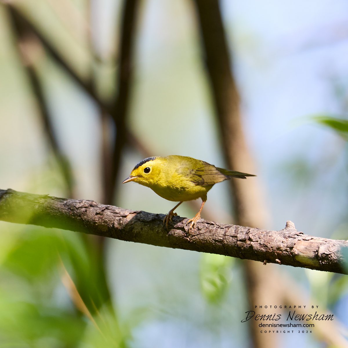A Wilson Warbler at the pool from #CentralPark today! It is one of the smallest warblers and usually weights less than half an ounce !DennisNewsham.com Newly designed website a resource for wildlife themed gifts. #birding #warblers #nyc#springmigration2024 #gifts #birdcpp