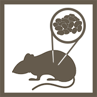 🐭What can we find out about the microbes in mouse feces? 🧬20 mice who went to space and back on the RR-23 mission might be able to give us some clues in this processed metagenomics dataset. 🚀 #spacehealth #microbiome #mousedata 🌐OSD-465: bit.ly/4a9X8HY