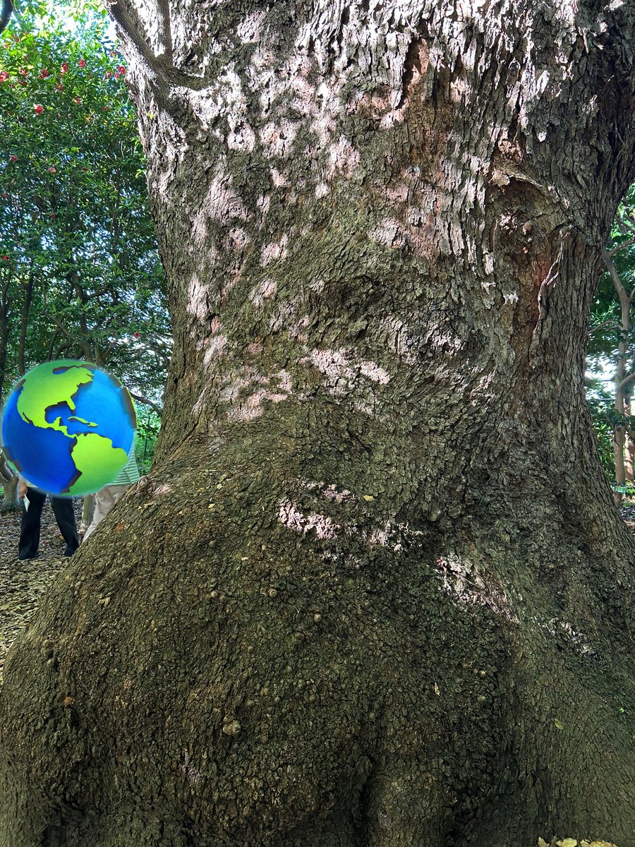 小石川植物園の
大きな樹
抱きついてきました

2024.5.3撮影