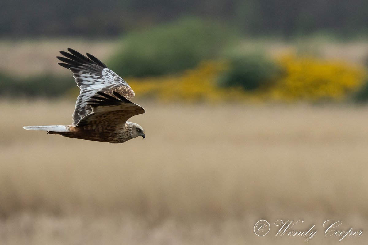 Marsh Harrier 
@BBCSpringwatch @Natures_Voice @RSPBMinsmere #canonR7 @CanonUKandIE #NaturePhotography