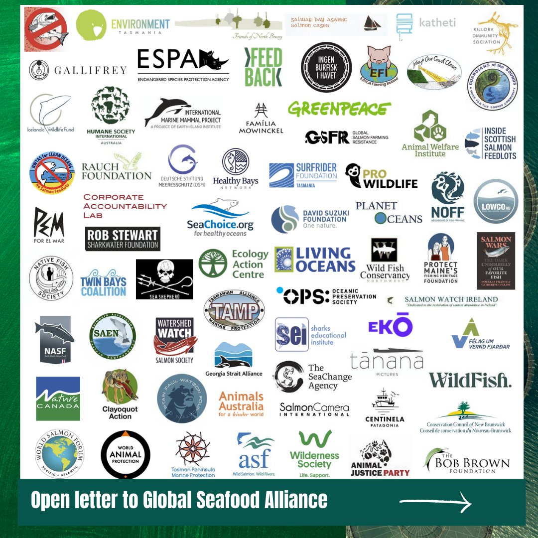 Open letter from 76 global groups to Global Seafood Alliance daylights evidence of environmental damage associated with Best Aquaculture Practice salmon farms. Read the letter tinyurl.com/BAPgreenwash #BAPcertified