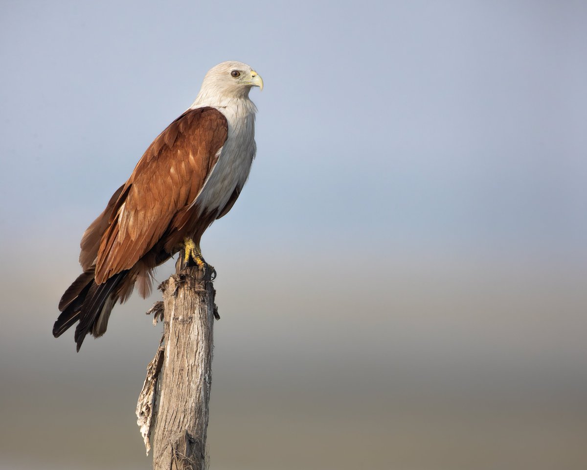 A beautiful Brahminy Kite at Pulicat Lake in Southern India. Photographed in March. Lifer!

#birdphotography #canonphotography #birdwatching #wildlifephotography #indiAves #BBCWildlifePOTD #TwitterNatureCommunity #ThePhotoHour