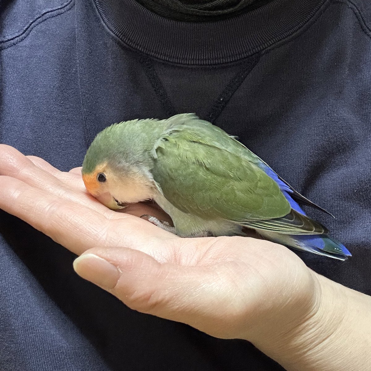 抱っこして🥺

#コザクラインコ
#うなぎ