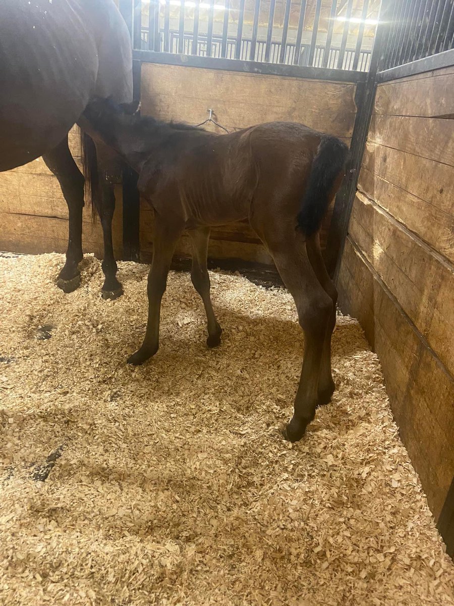 #okbred newest Pinehurst Colt o/o a Lookin at Lucky mare My Lucky Spell! Partners with @cody_mccart ! Mare will be bred back to Blended Citizen.  #dmwrs #horseracing #okbred #foal #sire