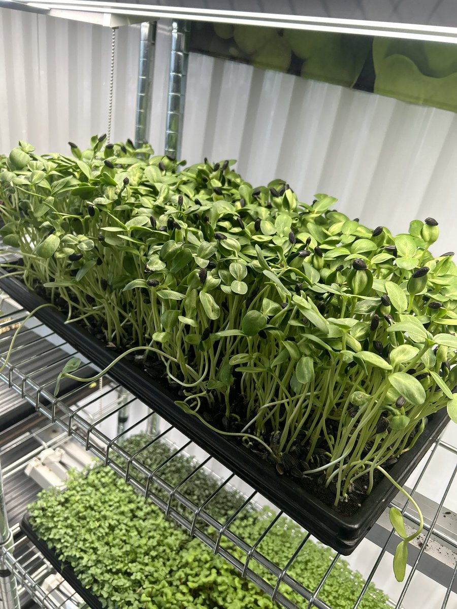 Sunflower #microgreens grow in 7 days excellent source of protein and vitamin C and much more! Another cool way of feeding yourself rapidly at a lost cost! #letsgrow #Food #Together #Luncworld