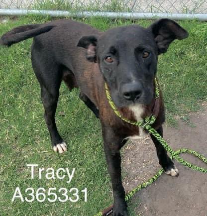 Tracy #A365331 A lovely 3 years old lady , arrived at the shelter  very nervous and anxious but since has come down but not yet herself She is lost ,don’t know what is going on around her Corpus Christi TX #Adopt #Foster #Pledge Please someone help Tracy .she will be killed 5/13