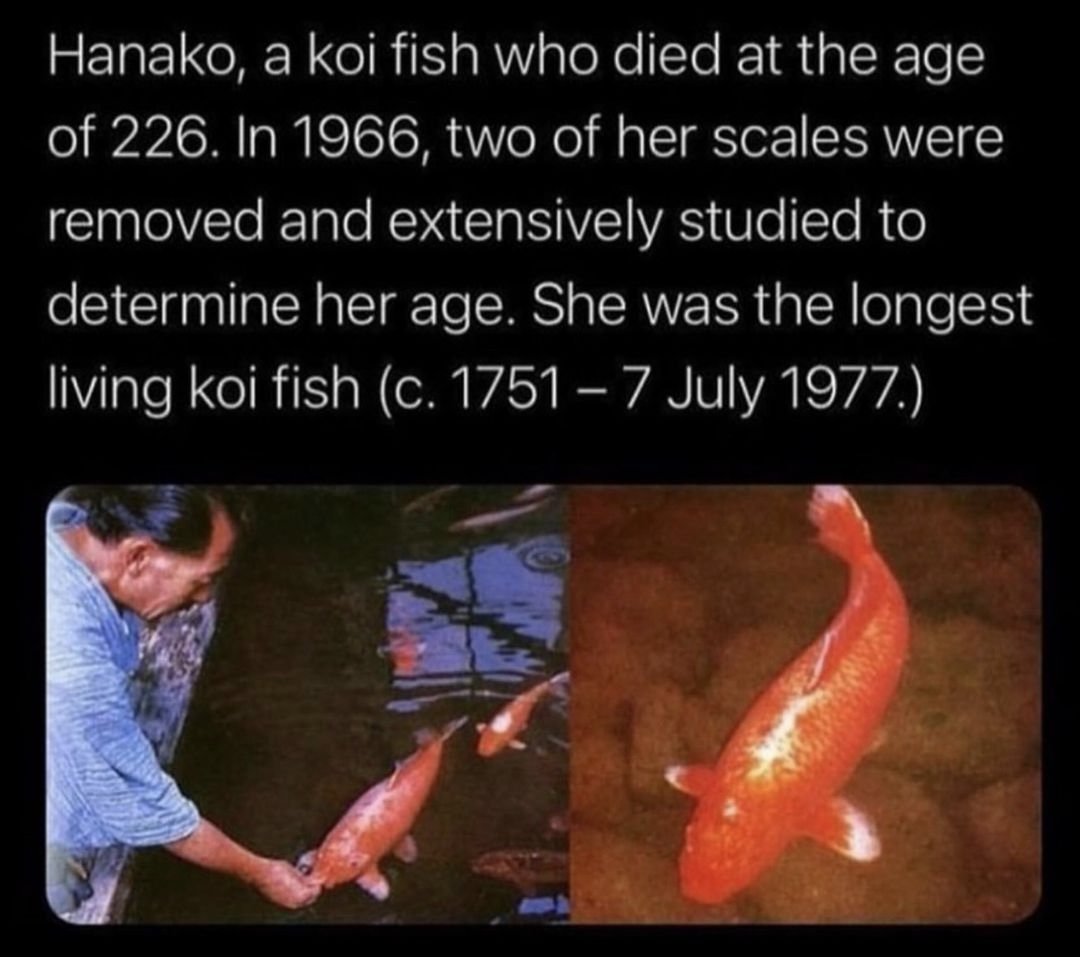 This fish is older than $BTC