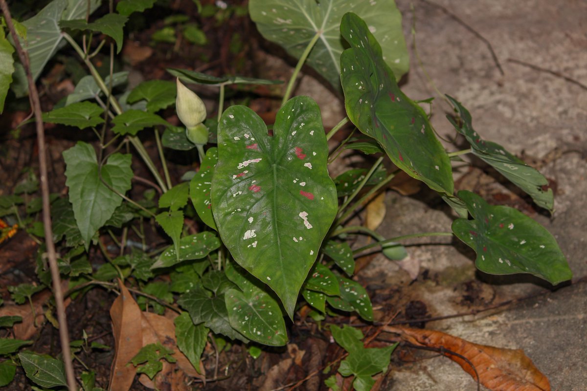 Caladium bicolor
#caladiumbicolor
#araceae
@gunsnrosesgirl3 
@kewgardens 
@Nature 
@NaturePlants