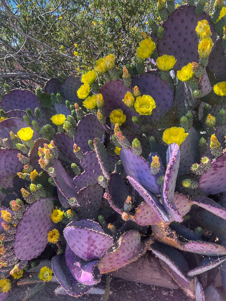 I am just in love with all the springtime cactus blooms.  Are you tired of seeing them? #DesertLife in #NewMexico.