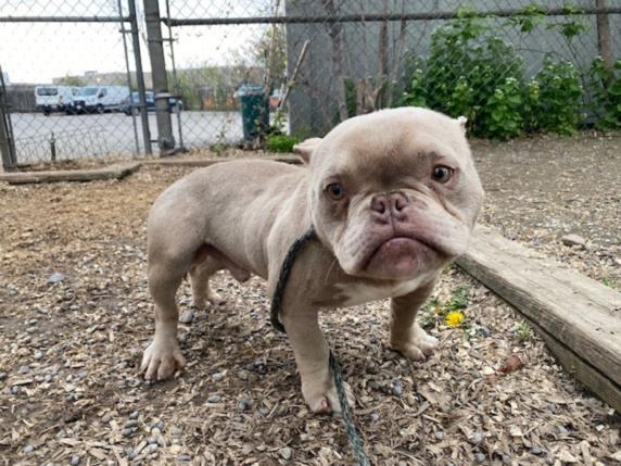 #ALBION #MARTINGROVE #LEXINGTON Pls RT2unite #FOUND #DOG- 05-May-24 #Toronto Animal Services A0975906 #WEST 416-338-6271 FAWN #FRENCHBULLDOG M/6Yr