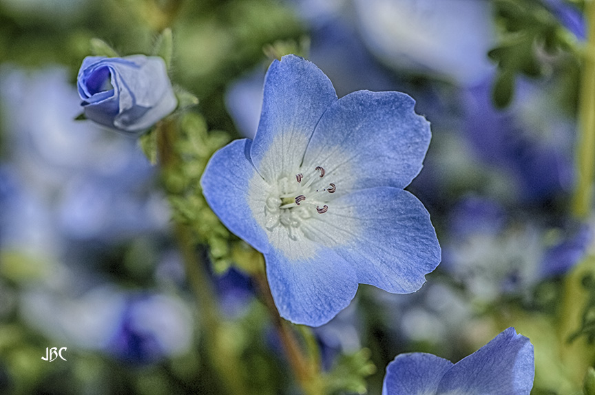 from @_filoli, here's some #Flowers for #TuesdayBlue 

#JBCFlowers