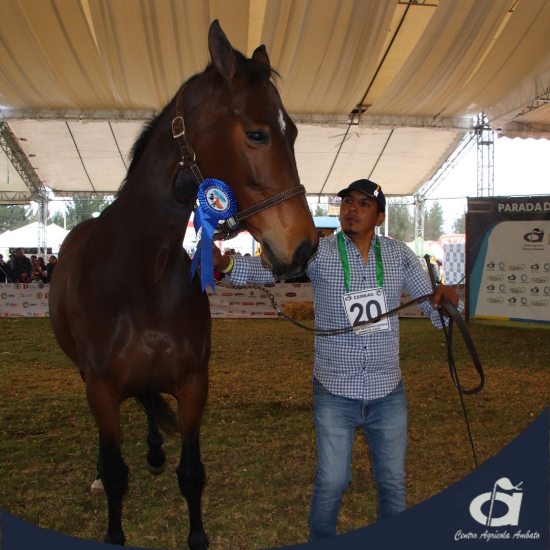CAgricolaAmbato's tweet photo. Queremos recordar nuestro Juzgamiento de Caballos en la 𝐄𝐱𝐩𝐨𝐅𝐞𝐫𝐢𝐚 𝐀𝐠𝐫𝐨𝐩𝐞𝐜𝐮𝐚𝐫𝐢𝐚 “𝐀𝐦𝐛𝐚𝐭𝐨 𝐕𝐢𝐯𝐞 2024” tuvimos grandes eventos y nos place compartir con Uds. cada recuerdo 🐎🐴🐎

#centroagricolaambato
#cemeag
#AmbatoVive
#caballos
#Recuedos https://t.co/gOyPCpPitB