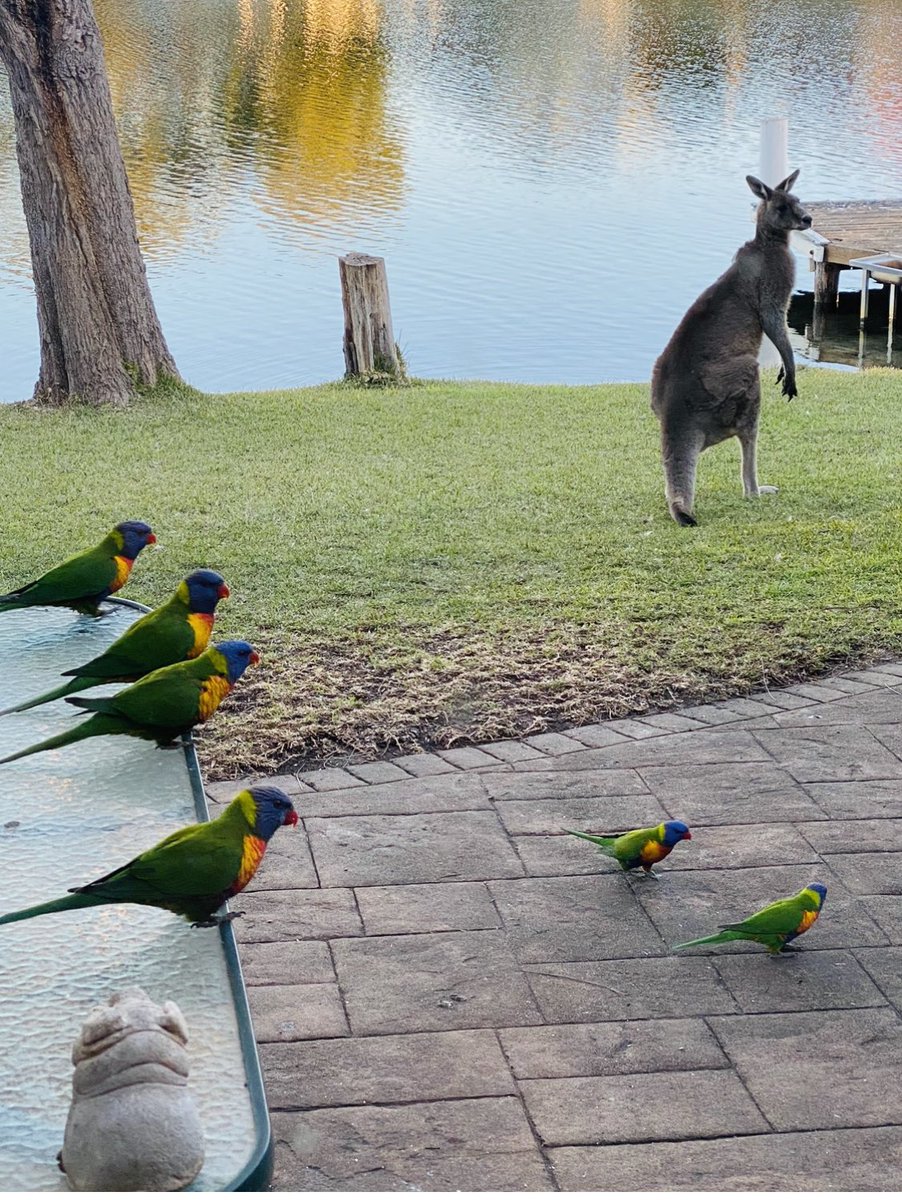 peter_1331's tweet photo. It’s getting into winter here in Oz.  We have the occasional bouts of bad weather but oh my, our late autumn days are mostly filled with warming sun &amp; visual beauty.  This is our secret Australia: https://t.co/E5uUaaSgRL