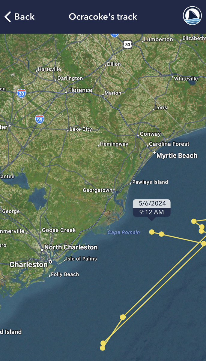 Ocracoke is off the coast of South Carolina! We met this sub-adult male #whiteshark just over a year ago & have watched him travel over 3,400 miles since. He was named after Ocracoke Island, NC. Track Ocracoke on the OCEARCH Global #SharkTracker: ocearch.org/tracker/detail…