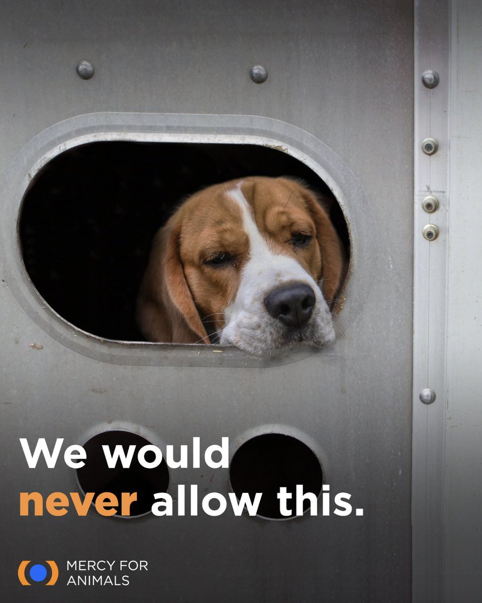 You would never allow your dog to be crammed in a filthy truck without food, water, or protection from extreme weather. But this is the reality for millions of animals transported from farms to slaughterhouses. We’re working to change that. Join us! mercyforanimals.org/action-center/