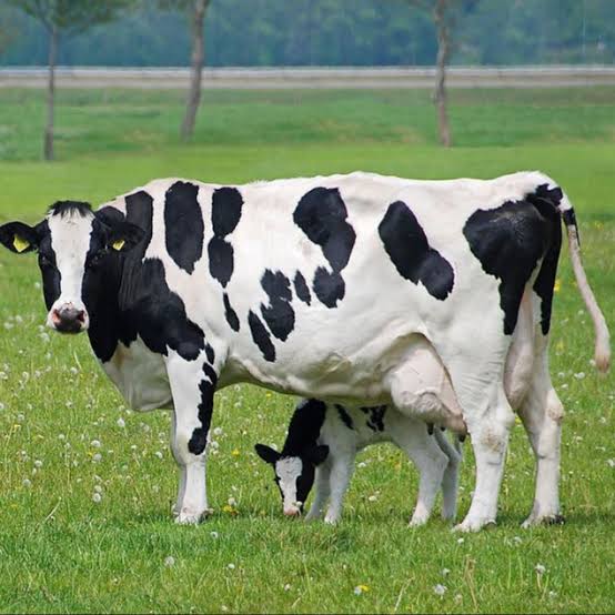 HOLSTEIN COW:  the best known of the types of cows belonging to the dairy breeds, with her black-and-white spotted body.
These are large in size, about 1,500 kg in maturity.
These originated from the Netherlands,

Fun Fact:  No two Holstein cows have the same spots!
#AnimalHealth