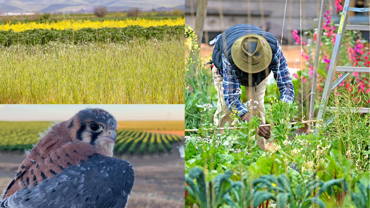 UC SAREP is pleased to announce the recipients of the Sustainable Agriculture and Food Systems 2024-25 Small Grants Program! Projects will support socially disadvantaged farmers, increase urban access to healthy food and more. ucanr.edu/News/?routeNam…