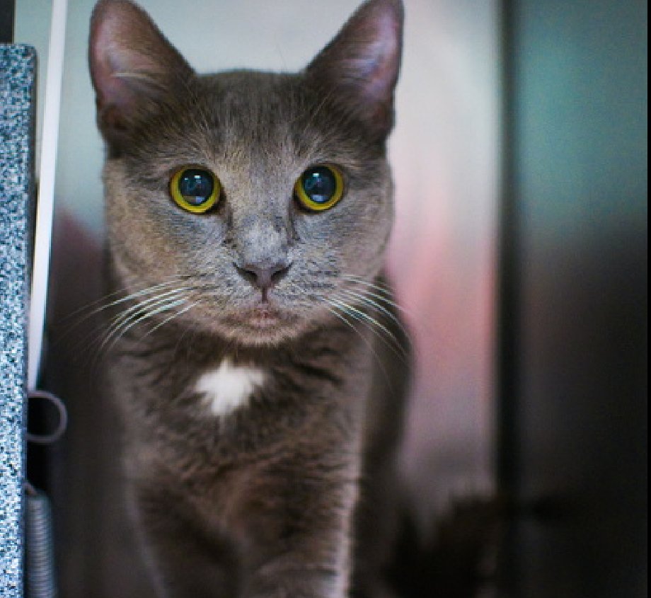 🆘🆘 AMALIA, ONLY 8 MONTHS OLD – ANOTHER KITTEN, FEMALE – IN BROOKLYN ACC 🆘🆘 - came into the shelter as a stray on 4/28/2024. 😿 😿 😿 😿 AMALIA tolerates attention and petting but may be fearful or stressed in the shelter, and may be intimidated by small children. She may be…