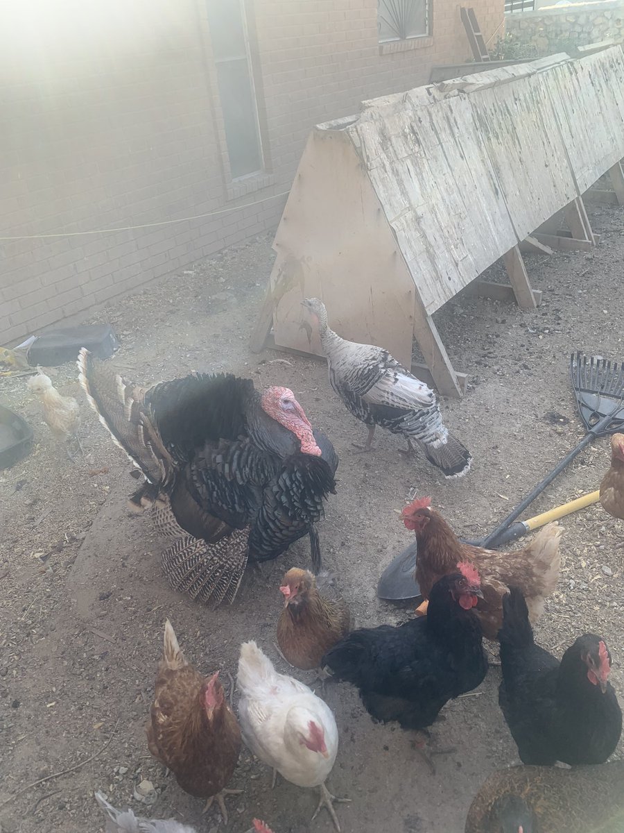 I dedicate this turkey photo of T-Rex and Gertrude (with some of their chicken entourage) to @YoureAllZombies .