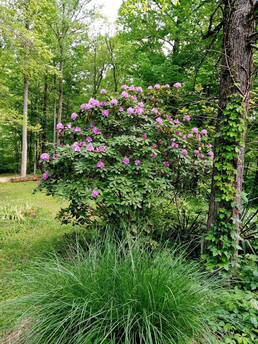 Rhododendrons blooming, nice break from all the rain. Brightens up the farm.