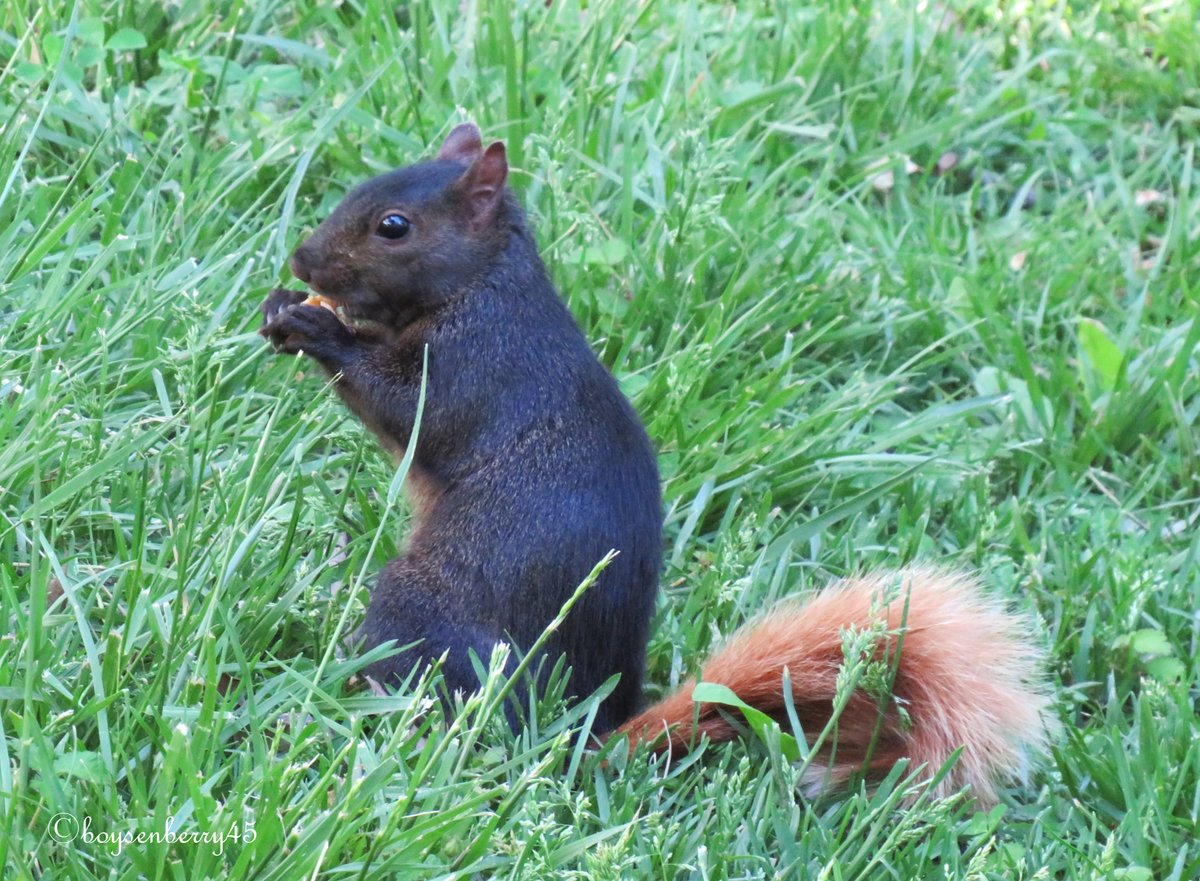 A punk rock squirrel enjoying a late afternoon snack in Central Park. #birdcpp