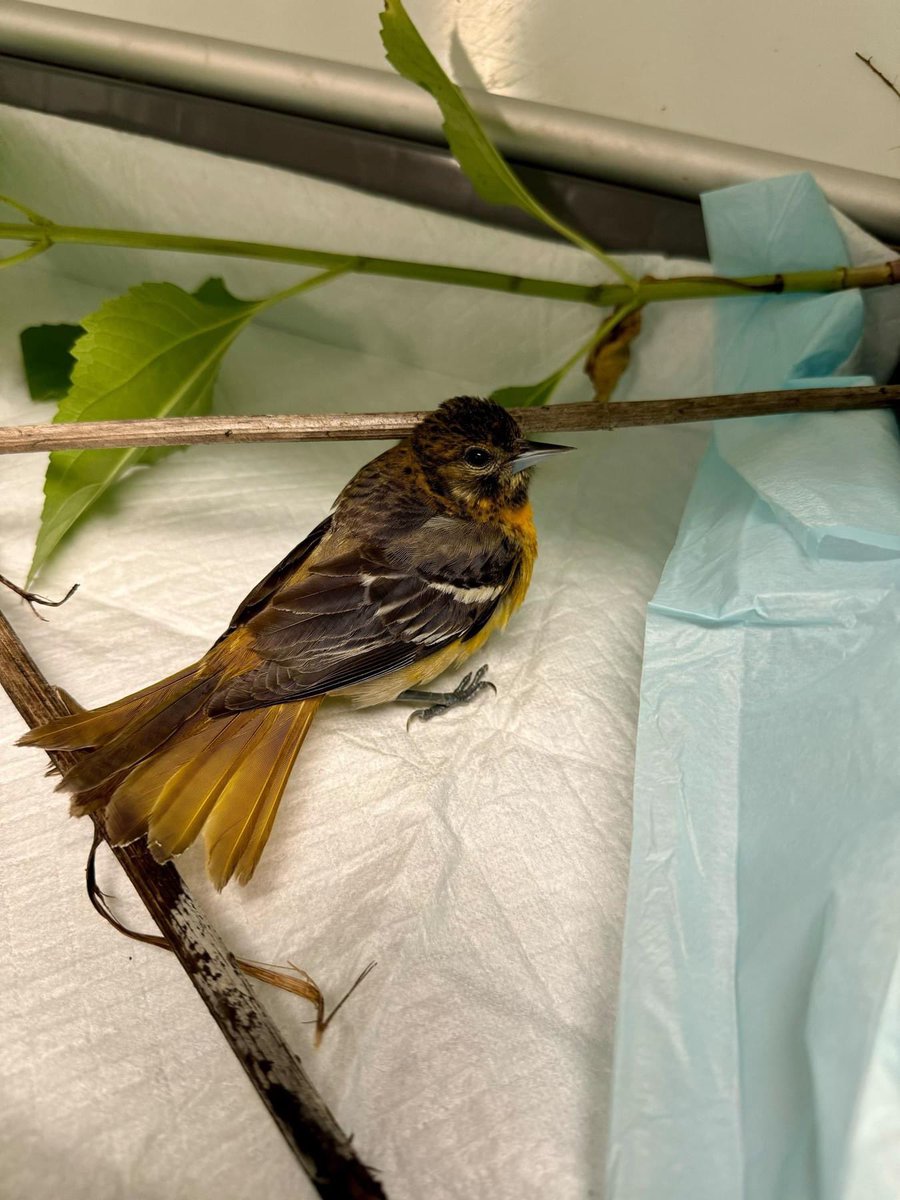 BRWildlifeCtr's tweet photo. Spring migration is at its peak! Sadly, during this time of year, we see a sharp increase in window &amp; wall collisions. 

Window &amp; wall collisions are a top threat to birds, killing an estimated 1 billion birds in the United States each year. https://t.co/MlD52hP734