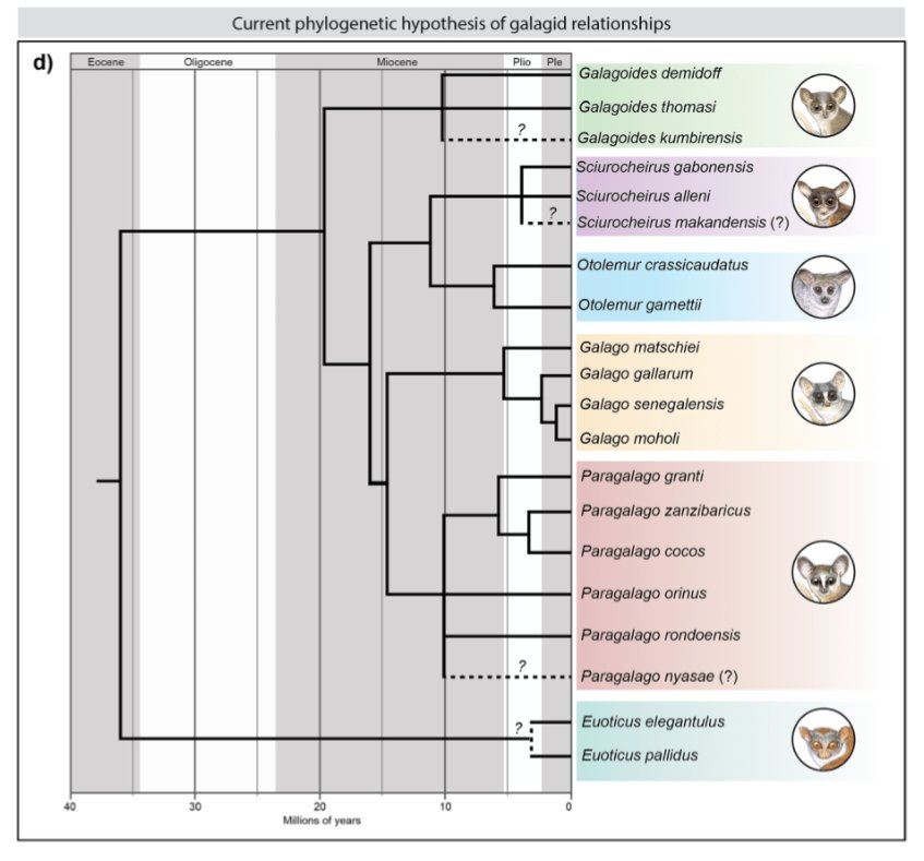 New paper alert!!! 🚨 In this article my former PhD student @StrepsiPrimate and I reviewed the current status of galagid taxonomy, phylogenetics, and biogeography, and explored future approaches to elucidate cryptic diversity in these neglected primates rdcu.be/dG80Q