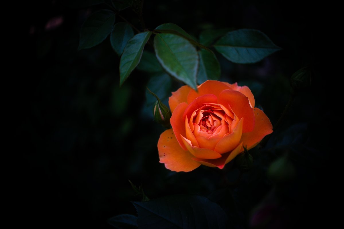𝑹𝒐𝒔𝒂 '𝑷𝒂𝒕 𝑨𝒖𝒔𝒕𝒊𝒏'

一番花
初めて買ったイングリッシュローズ
長い付き合いです
猫額庭の隅に植えてしまって
それでも毎年こうして咲いてくれて
だから虫に穴を開けられても
美しいのです

#Rose #EnglishRose #DavidAustinRoses