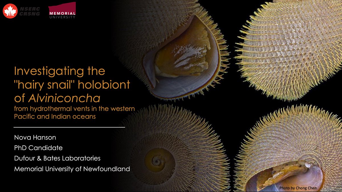 Do you like snails 🐚🤘? How about snails that live on hydrothermal vents 🌋🌊? What about those with a symbiotic association with chemosynthetic bacteria 🦠? 
We’ve hit the trifecta babyy 😱😻!

Come see my talk Wednesday at #CSZ2024 during the 8:30AM Ecology II session <a href="/csz_scz/">CSZ-SCZ</a>