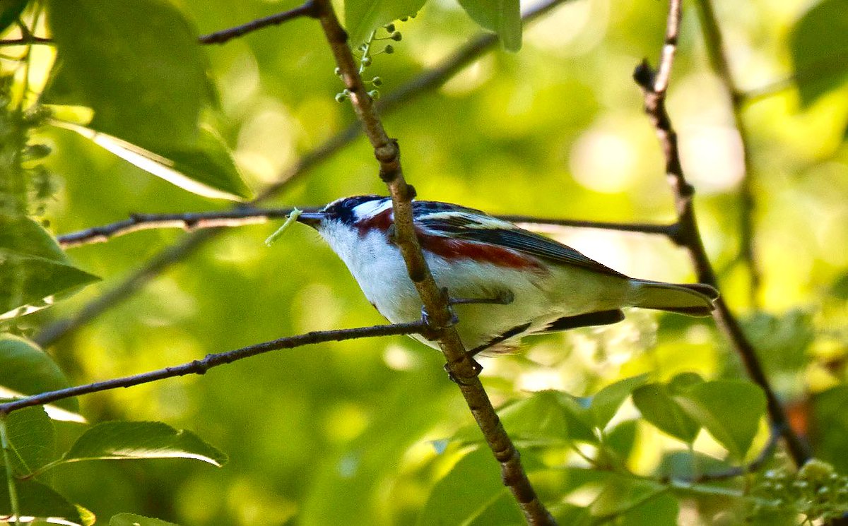 The chestnut sided warbler decided to pay me a visit today!!