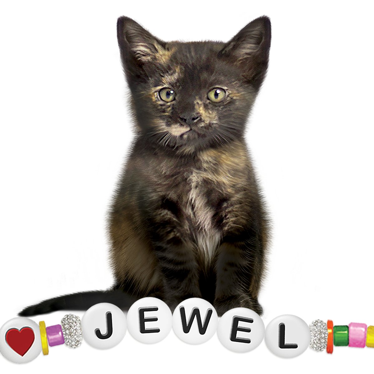 Ready to welcome a little sparkle into your life? Jewel, along with her sister & brother, will be available for adoption at the Humane Society of Truckee-Tahoe on Giving Tuesday, 5/14/2024, at 10am.
givingtuesday@hstt.org.
#taylorswift 
#erastour 
#adopttahoepets 
@taylorswift