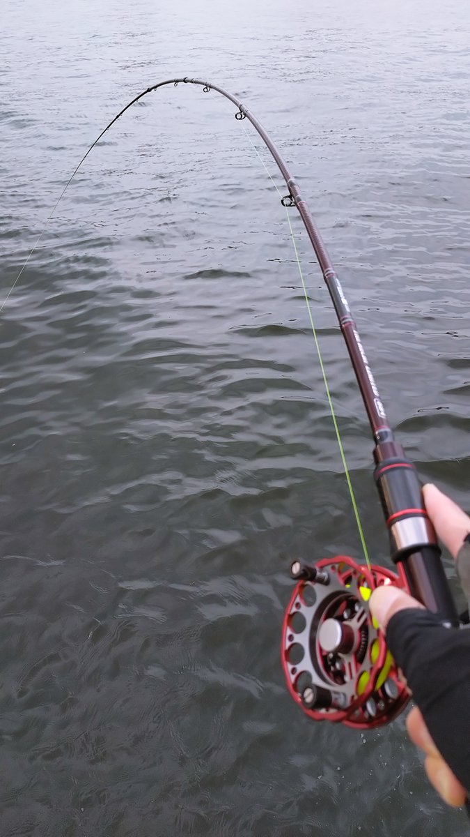 gogo_ichi755's tweet image. いち🔰 久々のヘチ散歩さんぽ 🐶。
魚魚角（9mm 黒） でおチヌ様げっと。ZEROZERO も無事入魂。 竿の曲がりも美しく、チヌとの対話をじっくりと楽しめました。根元まで曲げきった後の粘りが本当に素晴らしい！拍手モノです！！👏👏
#黒鯛工房 
#ZEROZERO 
#トトキューブ 
#魚魚角