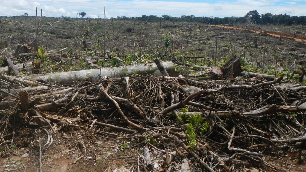 A controversial new law in Peru is 'an incentive for more deforestation,' says @jurrunaga, our Director of Peru Programs. 'The message that the government is sending is: 'You can come, you can deforest without respecting the laws and eventually you will get an amnesty.''