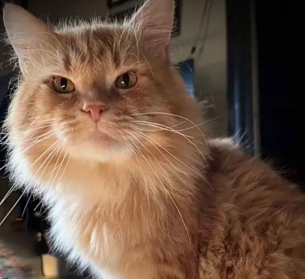 Meet a Half-Blind Stray Cat Who Dreamed of a Better Life – and Found it! Meet Morpheus the cat! This pretty fluffball morphed from a very sick, semi-feral stray cat into the happy couch potato that he is today..... Full story here 👉 buff.ly/42lbqSW