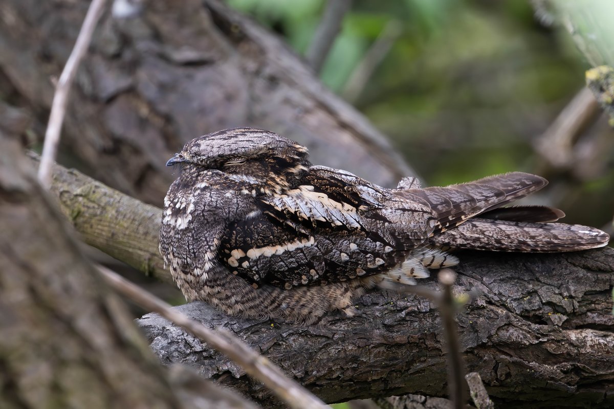 Always great to see a roosting migrant Nightjar. Doesn't happen that often