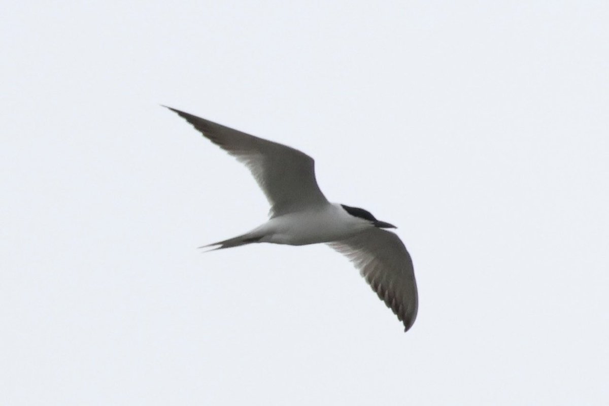 Absolutely delighted to stumble across this adult summer Gull-billed tern at Cahore marsh, Wexford today! A species I had high hopes of finding here! First site record! #birdfinding