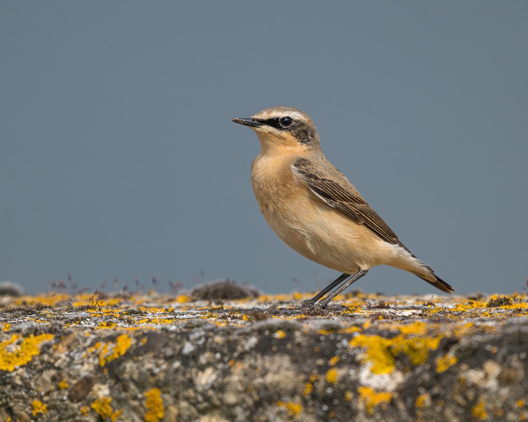 NORTHERN WHEATEAR Farmoor reservoir, Oxfordshire @oxonbirdnews @OOSbirding @Oxonwildlife @WildOxfordshire @Natures_Voice @WildlifeMag @ThePhotoHour @BBCSpringwatch